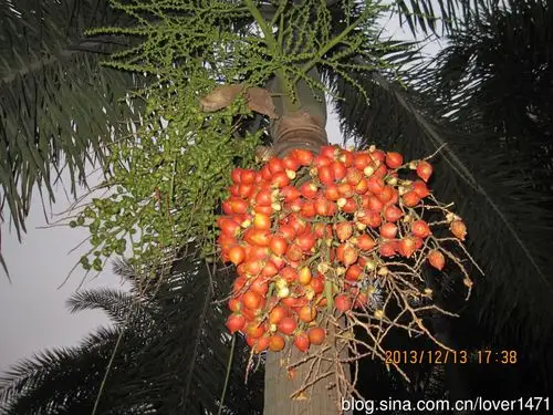 树很高,果子是橘黄色,树叶小,这是什么树