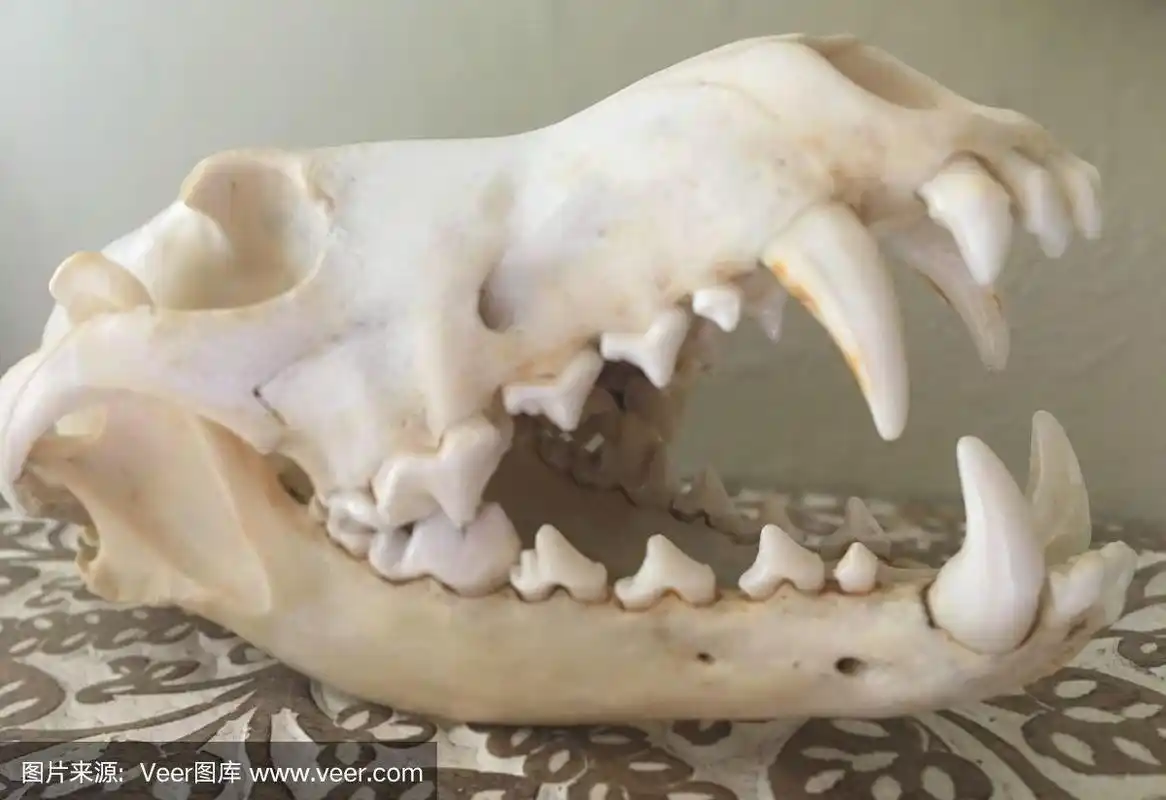 狼的头骨特写,所有的牙齿都是亮白色的