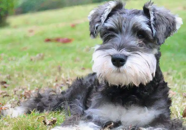 便宜又好养的狗排行(养狗"首选"这3种狗,既便宜又好养) - 114知识网