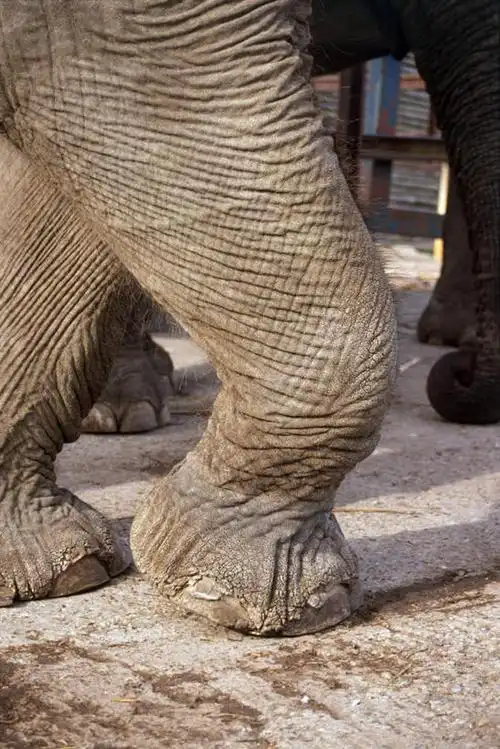腿部,腿,无人,站,竖图,室外,特写,白天,正面,哺乳动物,大象,野生动物