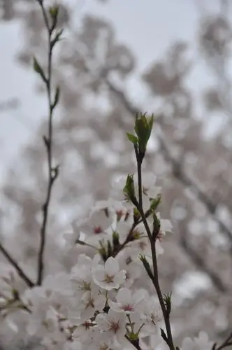 传说中的武大樱花( 24张 )