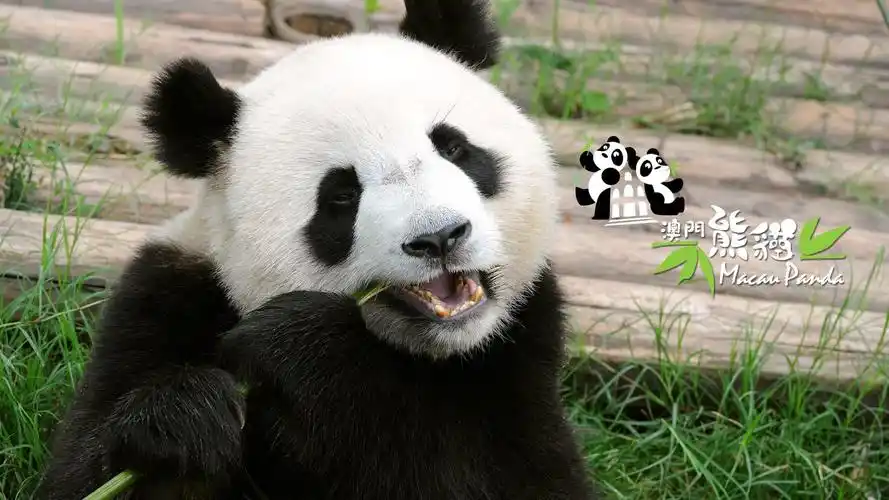 憨态可掬的国宝大熊猫