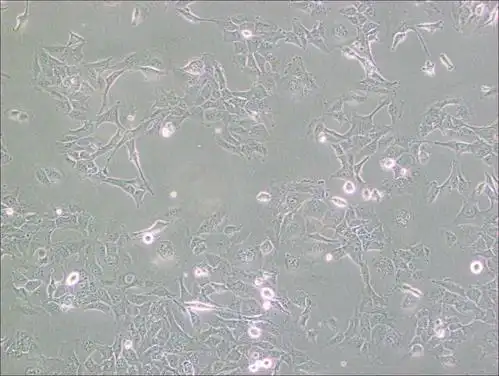 hmc3(人小胶质细胞)(通过str鉴定)