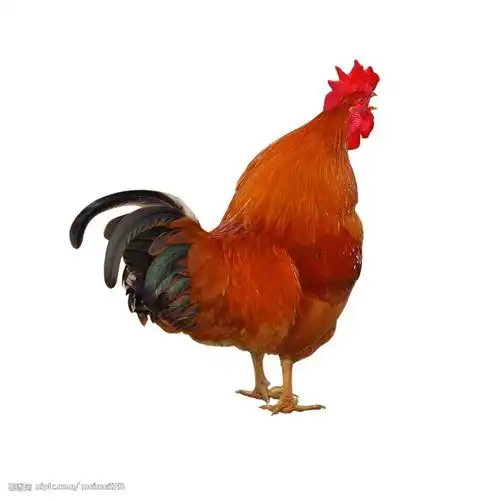 山东鸡苗价格纯红公鸡苗价格