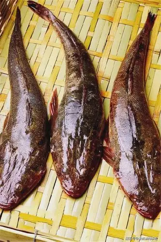 宁波一渔民整理的海鲜大全,简直大开眼界,值得收藏!