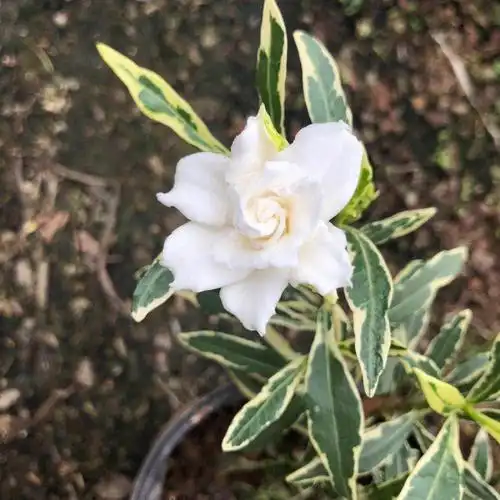 小叶金边栀子花花带香味稀有品种花叶共赏绿植花卉