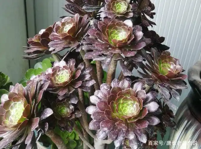 多肉黑法师苏醒后先调整浇水频率,然后再施肥,但别施磷酸二氢钾