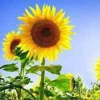 阳光下的向日葵头像_微信头像图片大全