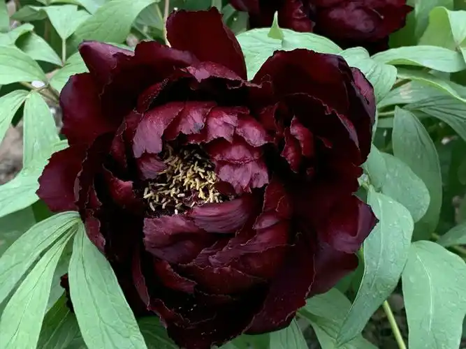 [第八期]4月14日周日,16日周二走进彭州《盛世牡丹苑》和《三妹水》