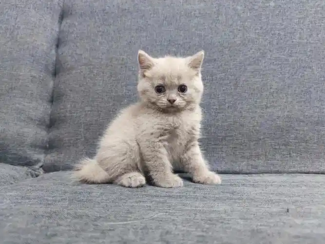 英短丁香色蓝猫公猫可上门看猫