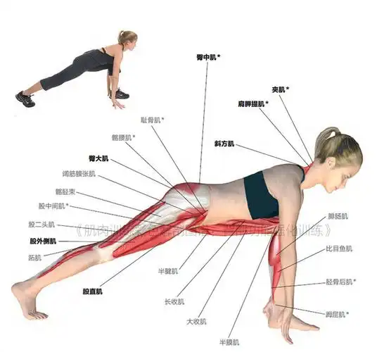 腿部拉伸肌肉图解