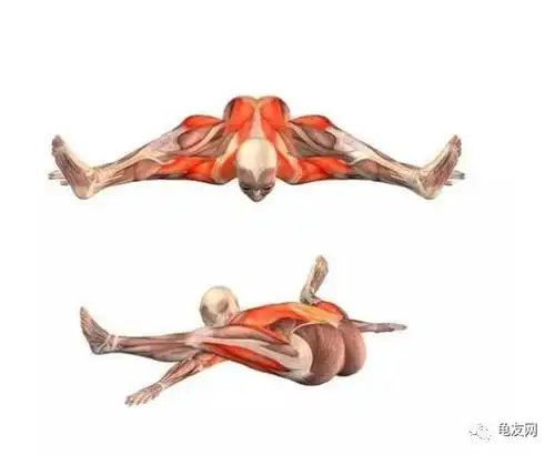 养龟龟式瑜伽让您健康活力