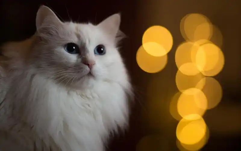 白猫,蓝眼睛,光圈 壁纸