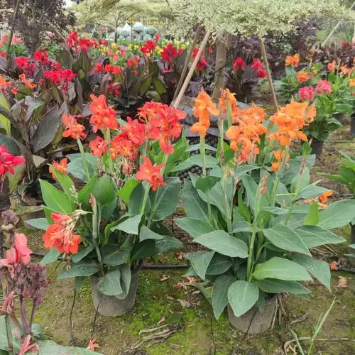 2203供应 进口矮化 美人蕉 盆栽 矮生美人蕉 卡诺娃 热带系列