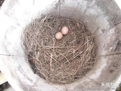 > 用图片记录在山上的养鸡生活--转自【武陵老蛮】