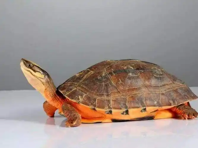 金钱龟应该怎么养