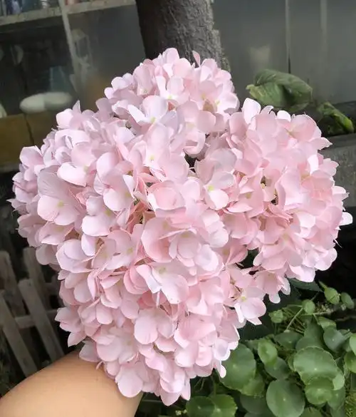 【仿真绣球花】 5头法国大绣球 高仿迷你绣球花婚庆假花厂家供应