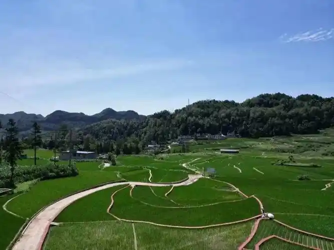 织金夏日:稻田青青 如诗如画_后坝村_夏天_乡村