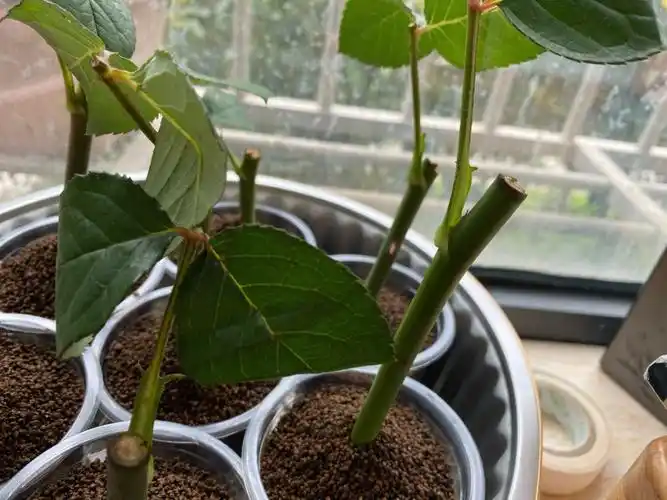 鲜切玫瑰花扦插