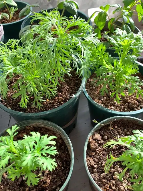 茼蒿小苗养成记(玛格丽特两个月零二十天)