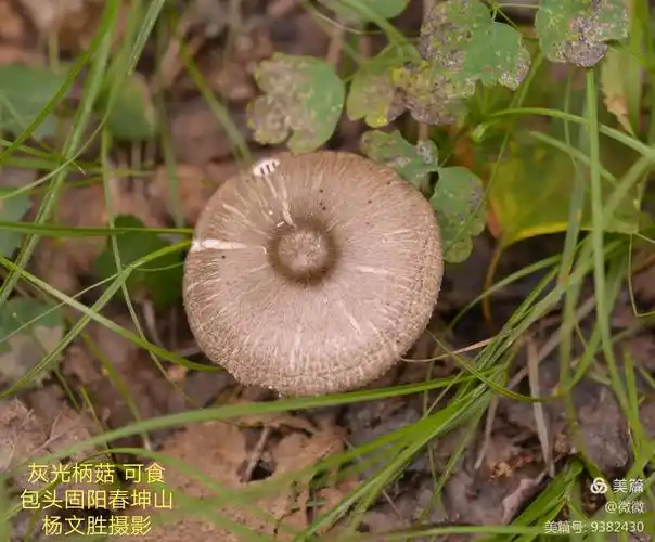 写美篇 齿环球盖菇 大秃马勃 菌肉白色时可食 小灰球菌(小马勃) 幼时