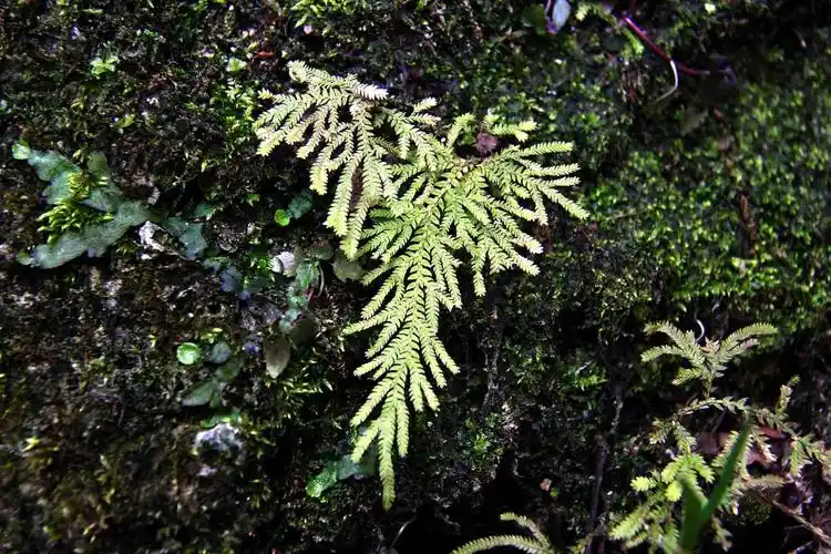 江南卷柏卷柏科卷柏属