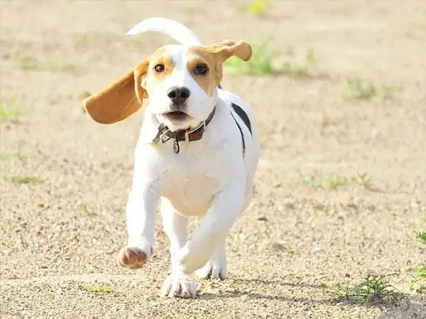 有时狗狗摇尾巴有可能是完全相反的情绪反应喔!这样说