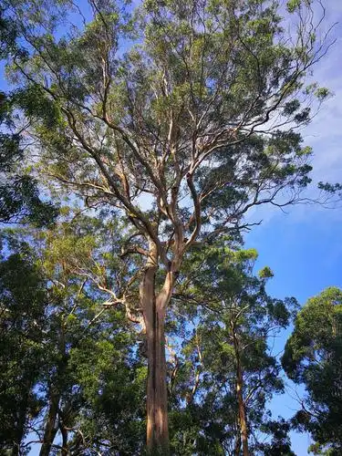 桉树:澳洲森林大火的导火索