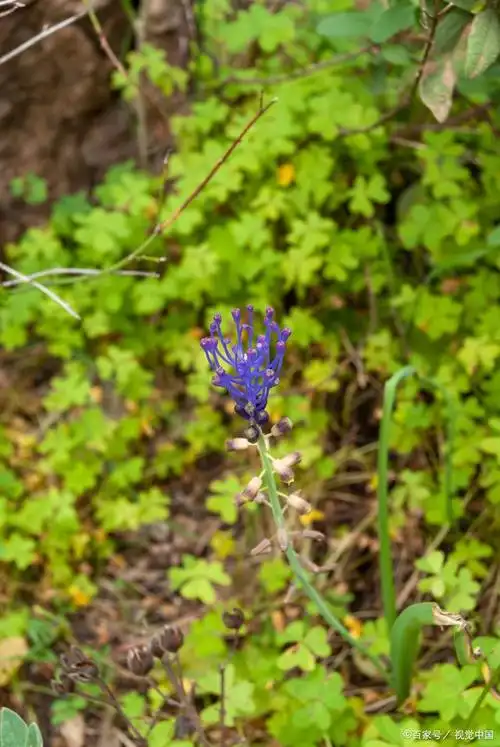 飞燕草:生命力顽强的野生植物