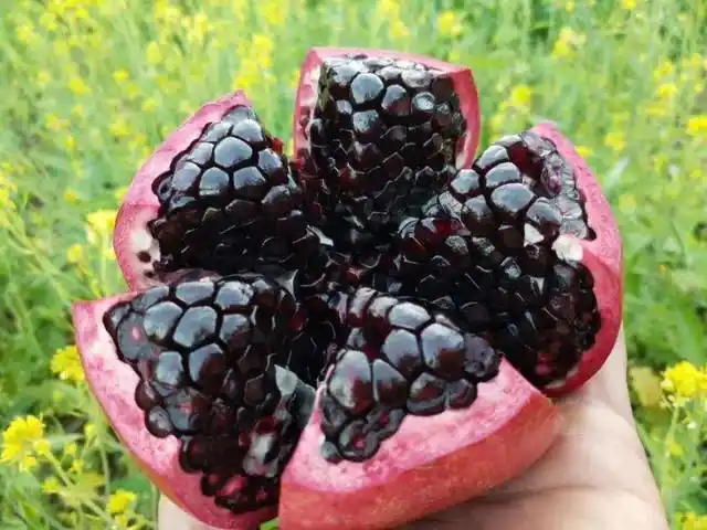 黑籽石榴树苗,黑籽石榴新品种,石榴苗