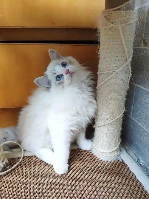 蓝山双色布偶 妹妹超软萌 北京同城