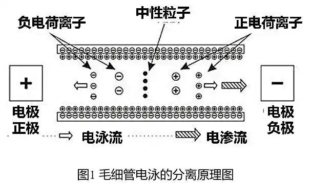 想get更多免疫检测技术?毛细管电泳了解一下 - 知乎