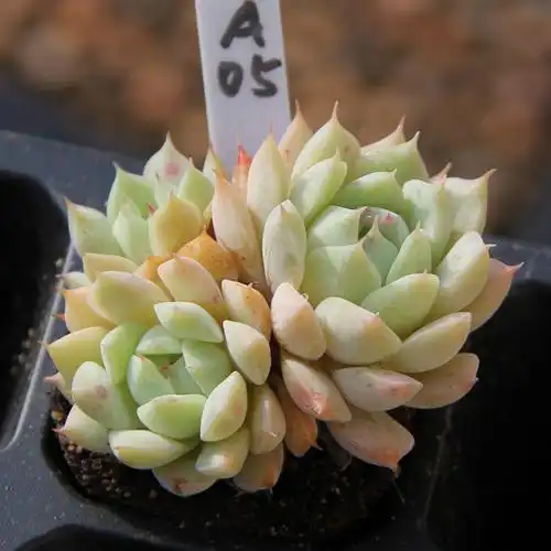 满百包蒂比tippytp果冻状态东北园艺多植物一物多肉植物