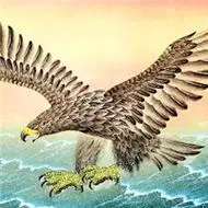 大鹏鸟图片头像大全大鹏展翅气吞山河飞九天图片头像