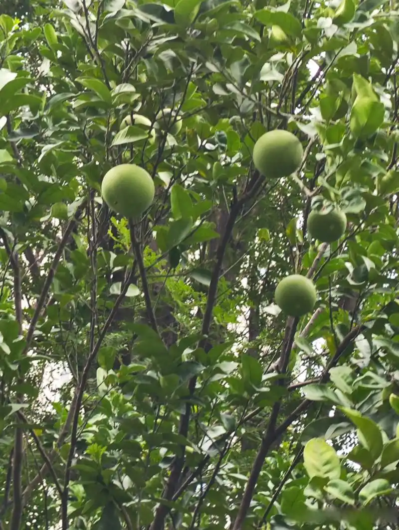 分享你随手拍的风景  果实累累之美  小院门口 夏日美景 尽收眼底 柚
