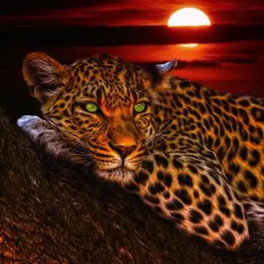 花豹微信头像 男人用豹子做微信头像比较适合