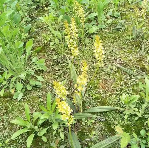 什么是山慈菇近期为何这么火