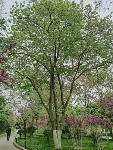 巨紫荆,高20多米