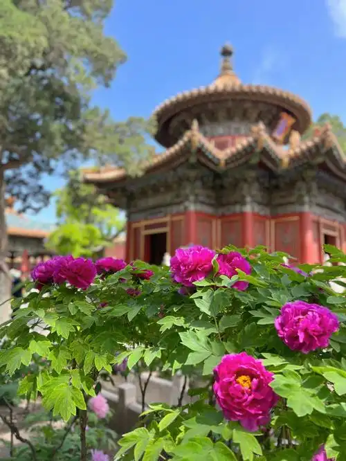 故宫花事御花园的牡丹永和宫紫藤都在盛放