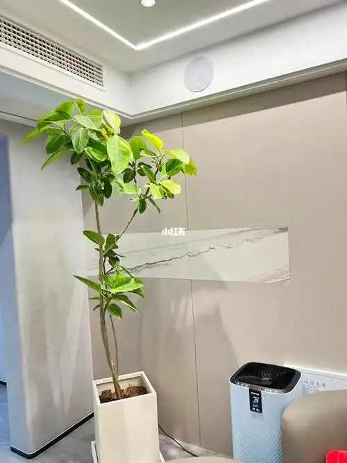 黄金榕～绿植布置～常州花店