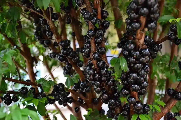 7年挂果嘉宝果树多少钱,嘉宝果树苗什么时候种植最好?-喜价