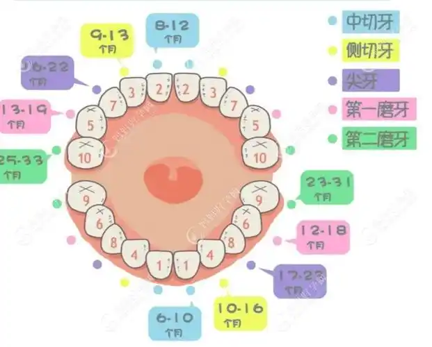 儿童乳牙萌出及换牙顺序图这有看下哪几颗牙是终身不换的