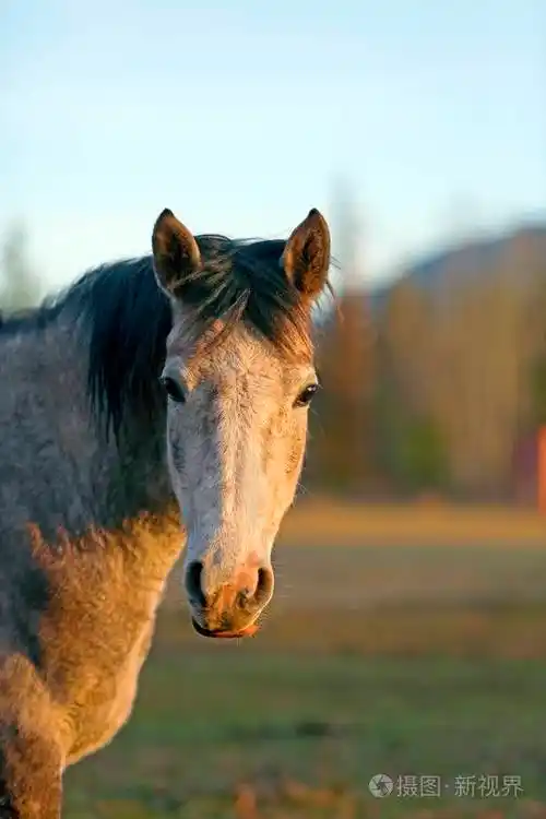 灰色斑纹阿拉伯马秋牧场肖像
