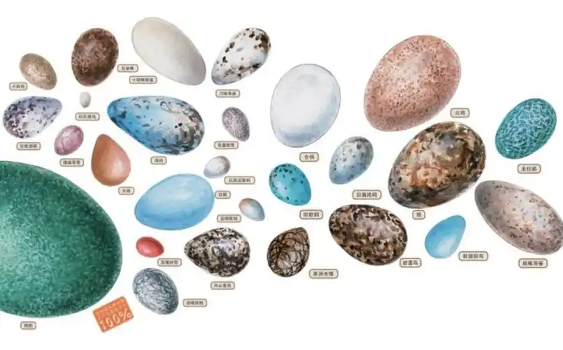 招募 | 辞旧迎新进行时,来元蛋动物园庆新年!