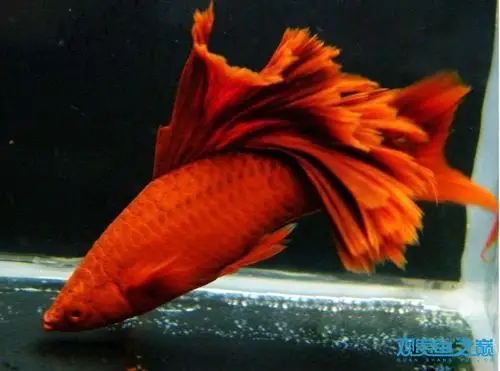 关于红箭鱼的变性之谈