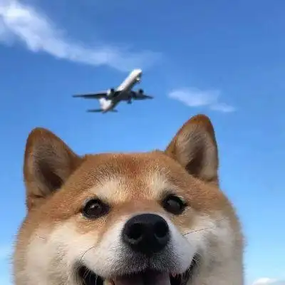 用了一辈子都不换的超萌狗狗头像 治愈系微笑萌宠头像男女都能用