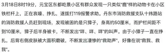 辽宁丹东:小獐子进退两难 消防员助其脱困