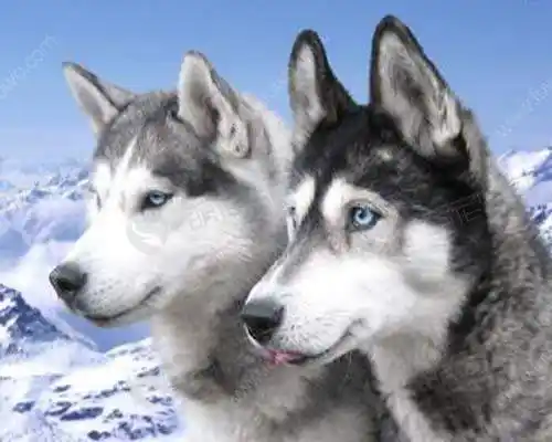 哈士奇和狼有什么区别