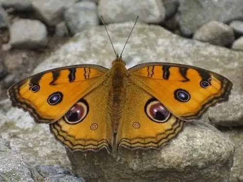 五,曲纹黛眼蝶(104年7月21日二子坪)