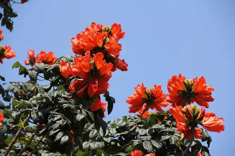 厦门的花花草草